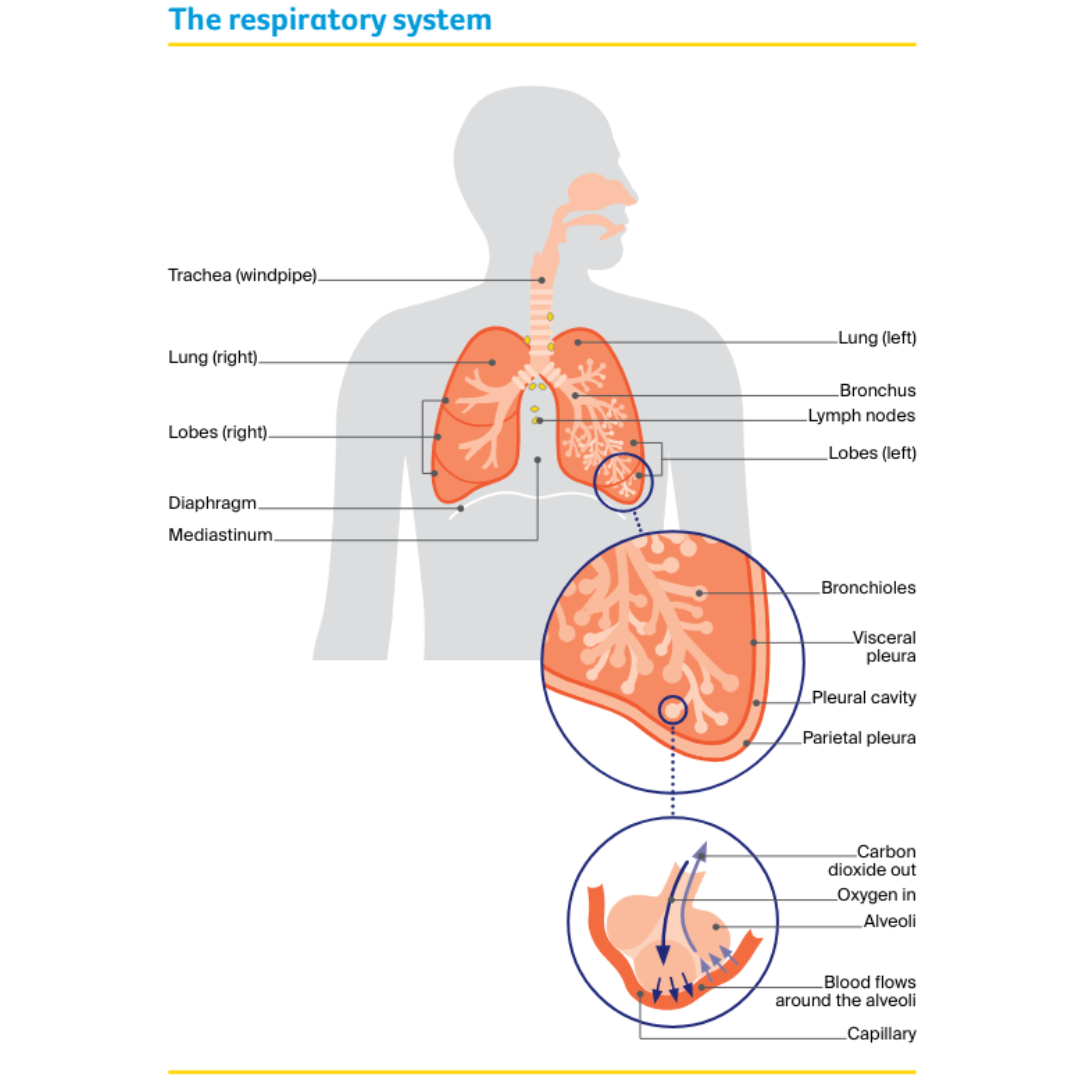 The respiratory system The respiratory system