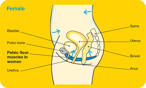 Pelvis floor muscles in women